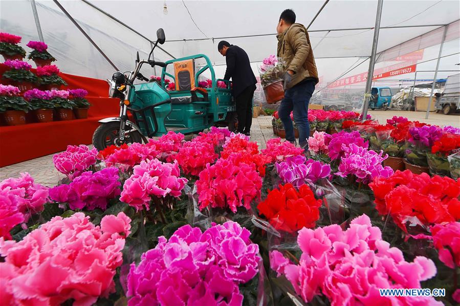 CHINA-SHANDONG-FLOWER-NEW YEAR (CN)