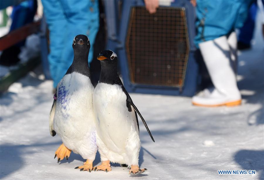 CHINA-HARBIN-PENGUIN (CN)