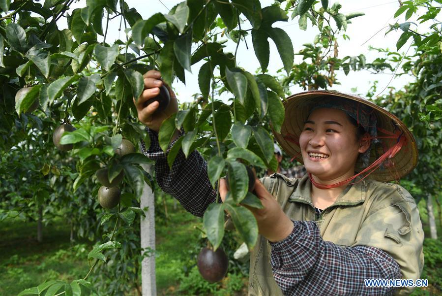 CHINA-GUANGXI-AGRICULTURE-PASSION FRUIT-HARVEST (CN)