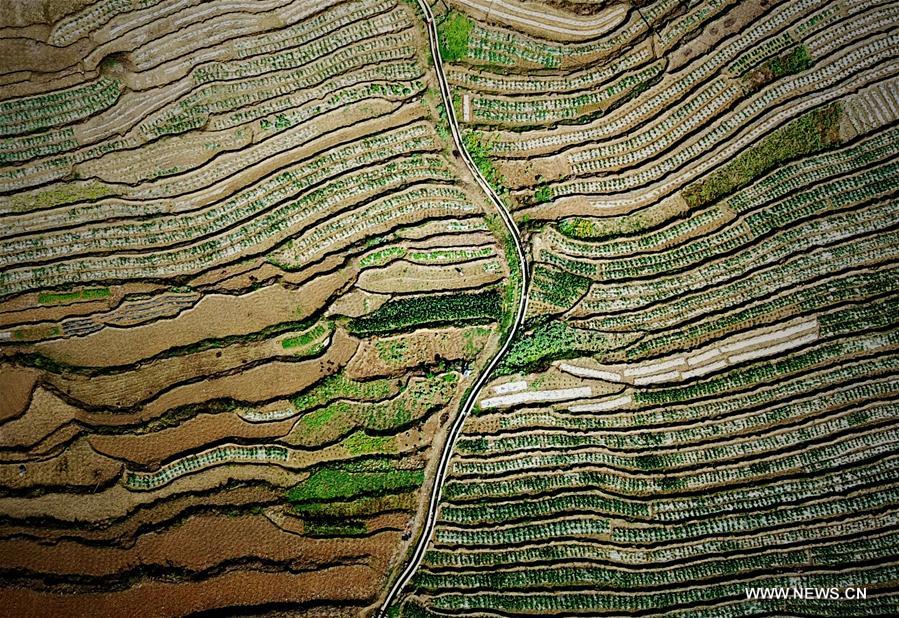 CHINA-GUANGXI-FIELDS-SPRING VIEW(CN)