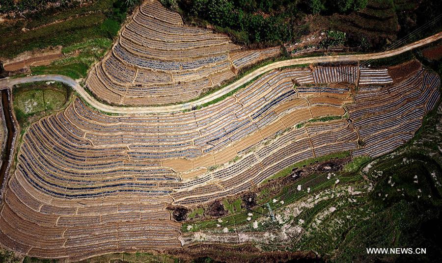 CHINA-GUANGXI-FIELDS-SPRING VIEW(CN)