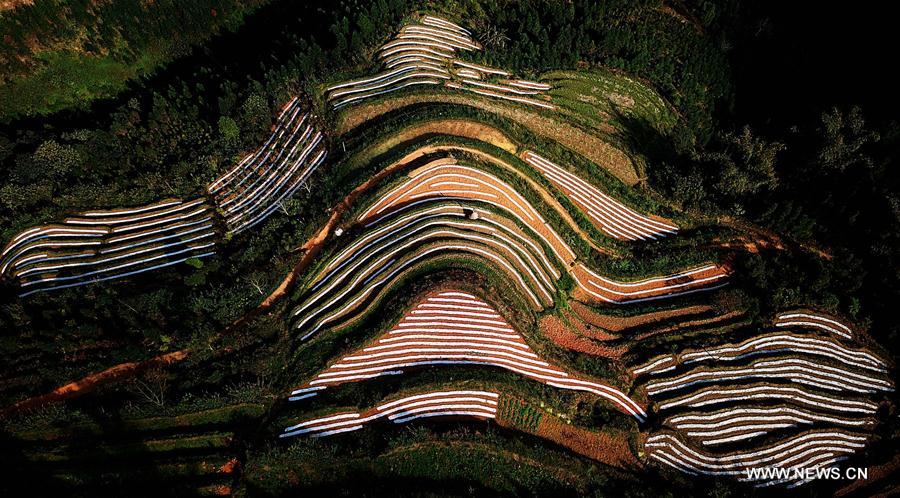 CHINA-GUANGXI-FIELDS-SPRING VIEW(CN)