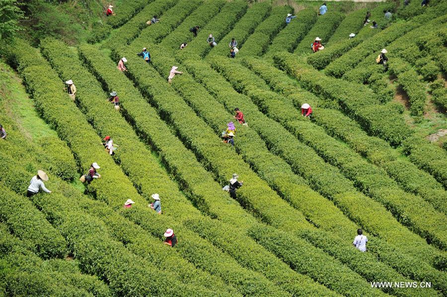 CHINA-GUIYANG-TEA PICKING (CN)