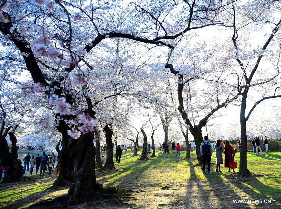 U.S.-WASHINGTON D.C.-CHERRY BLOSSOMS