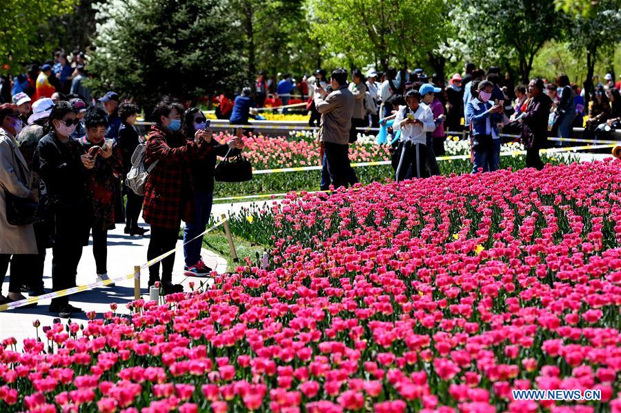 CHINA-CHANGCHUN-TULIPS(CN)