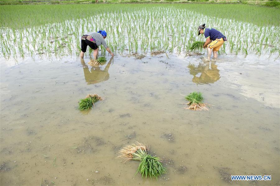 #CHINA-FARM WORK (CN)