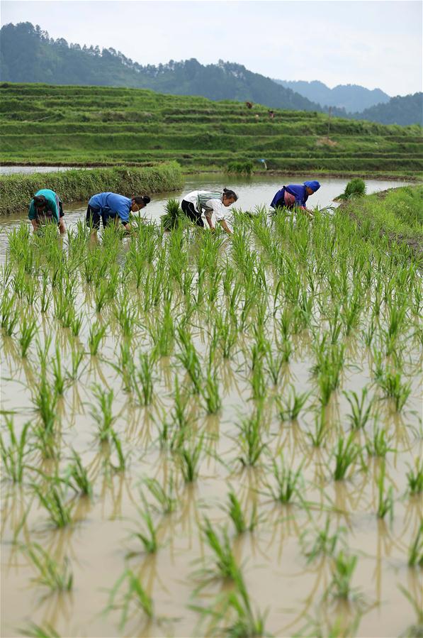 #CHINA-GUIZHOU-AGRICULTURE (CN)