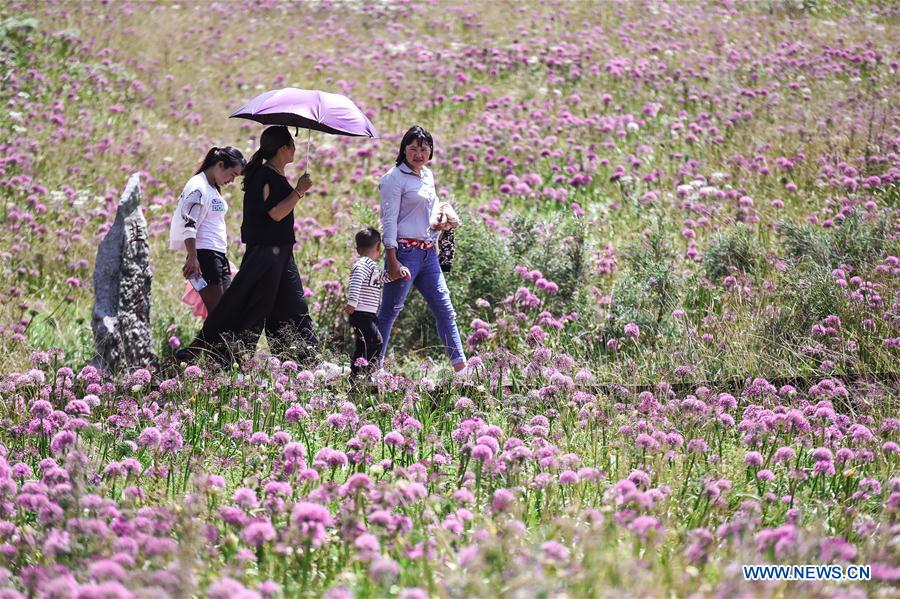 CHINA-GUIZHOU-CHIVE FLOWER (CN)