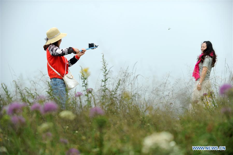 #CHINA-GUIZHOU-CHIVE FLOWER(CN)