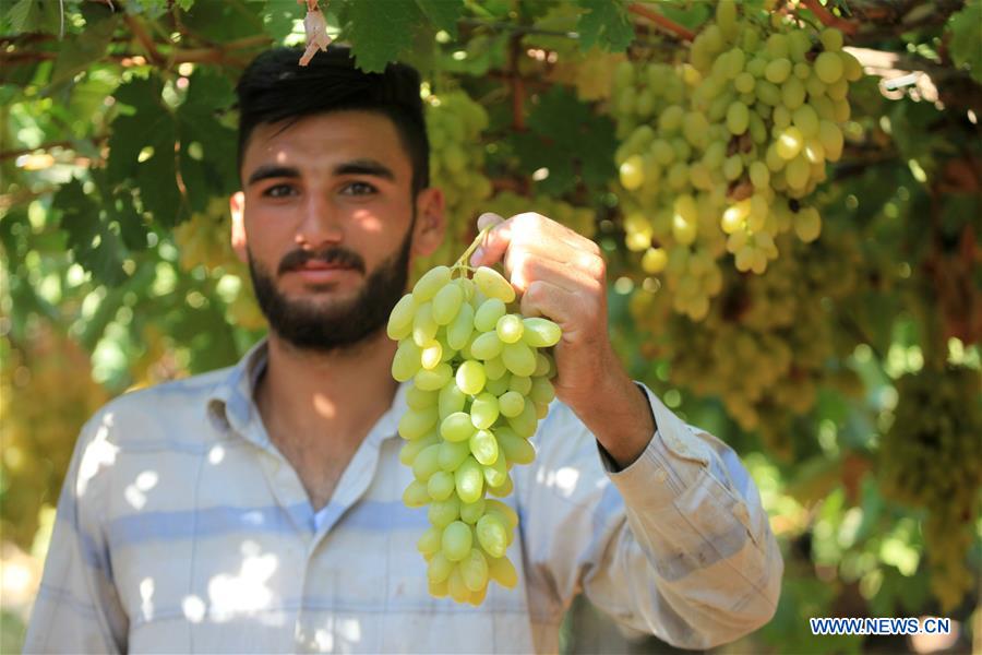 MIDEAST-HEBRON-GRAPES-HARVEST