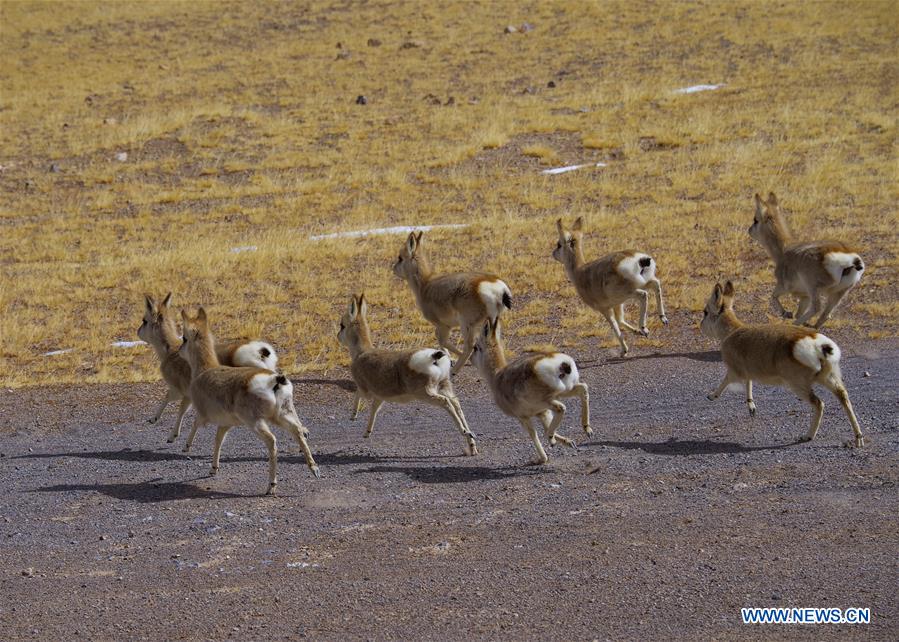 CHINA-TIBET-ALI-WILD ANIMALS-SCENERY (CN)