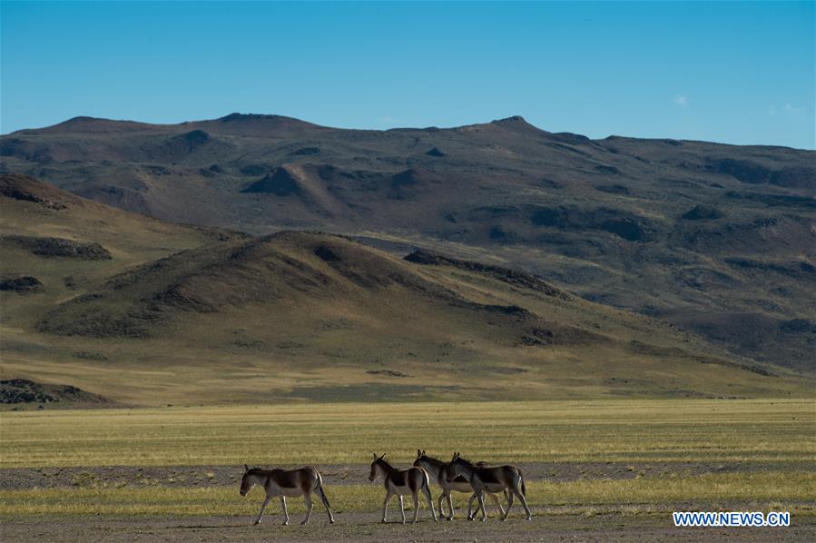 CHINA-TIBET-ALI-WILD ANIMALS-SCENERY (CN)