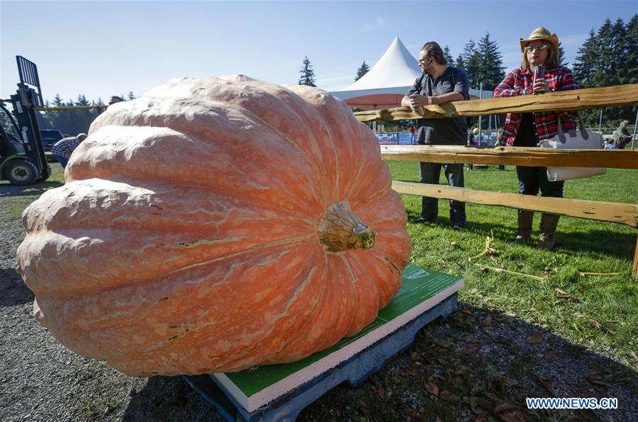 CANADA-LANGLEY-GIANT PUMPKIN WEIGH-OFF EVENT