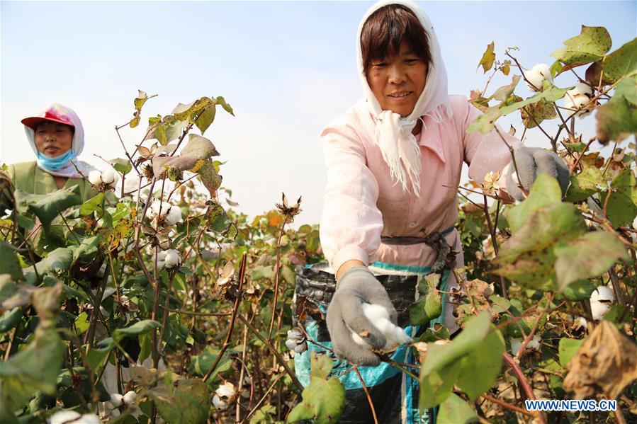 #CHINA-AGRICULTURE-HARVEST (CN)