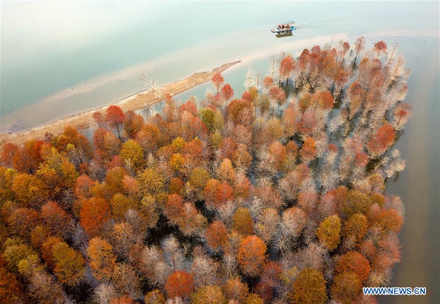 #CHINA-ANHUI-XUANCHENG-LARCH-AUTUMN SCENERY (CN)