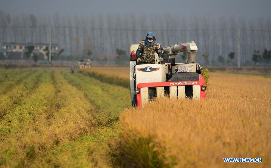 #CHINA-WINTER-HARVEST (CN)