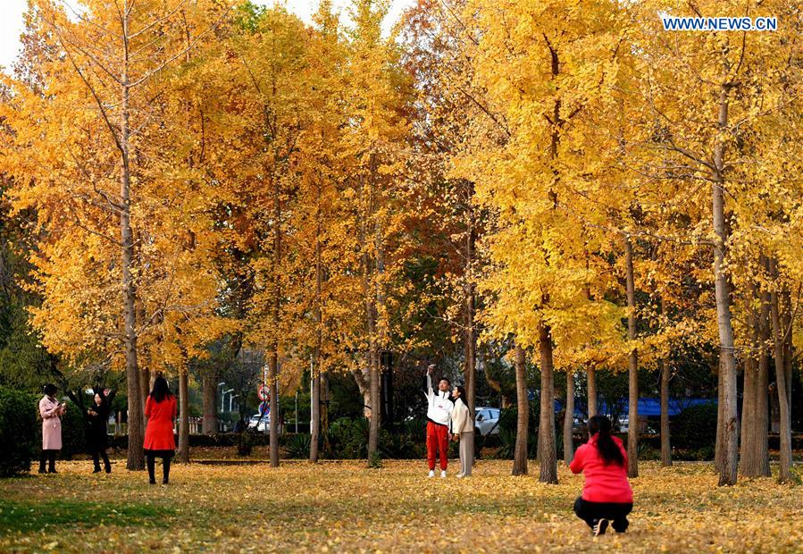 #CHINA-AUTUMN-LEISURE-GINKGO (CN)