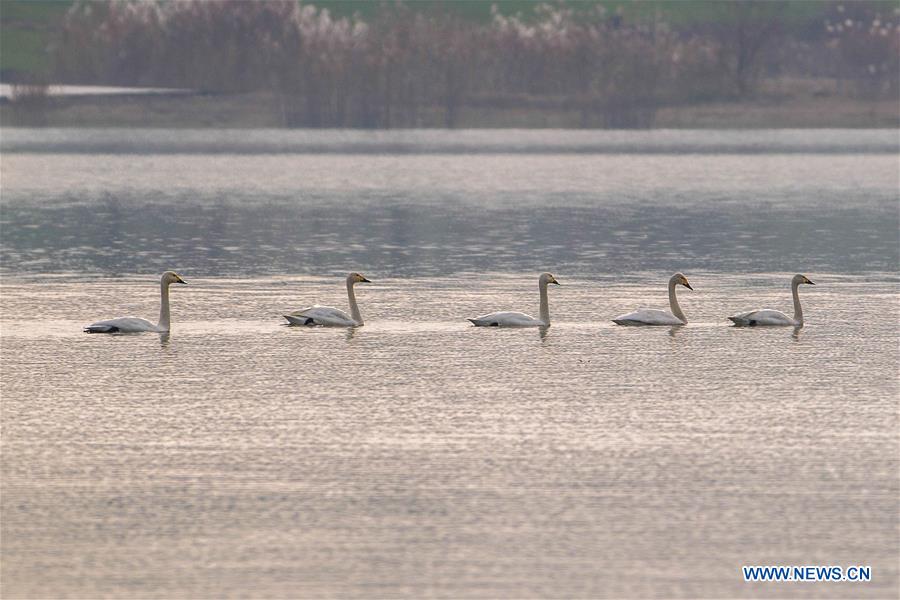 #CHINA-JIANGSU-XUYI-MIGRATORY BIRDS (CN)