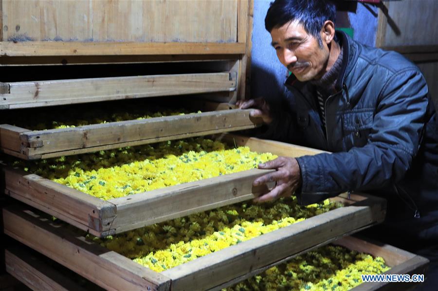 #CHINA-ANHUI-HUANGSHAN-CHRYSANTHEMUM (CN)