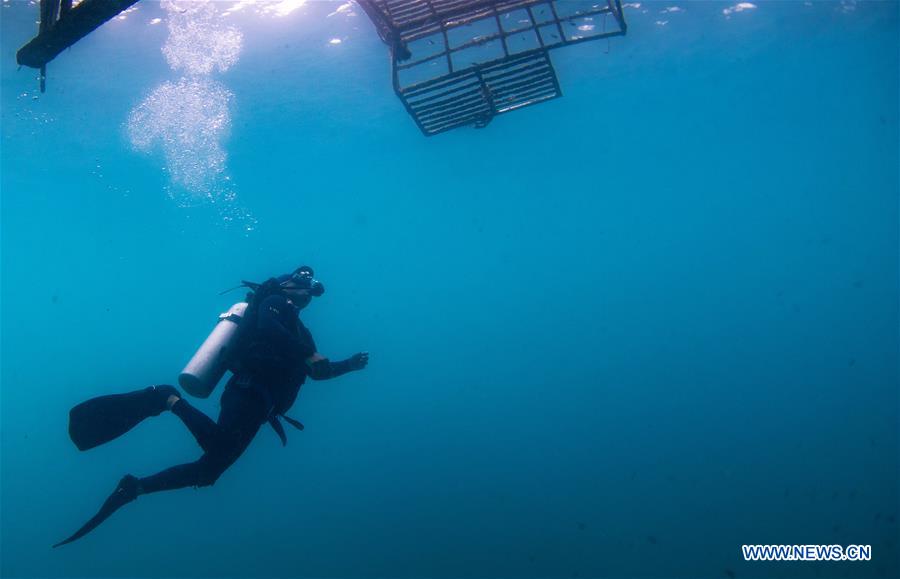 CHINA-HAINAN-DIVING INSTRUCTOR-CORAL REEF RESTORATION (CN)