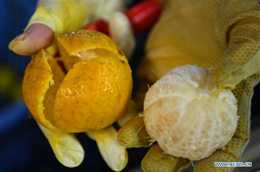 CHINA-GUANGDONG-JIANGMEN-TANGERINE-HARVEST(CN)