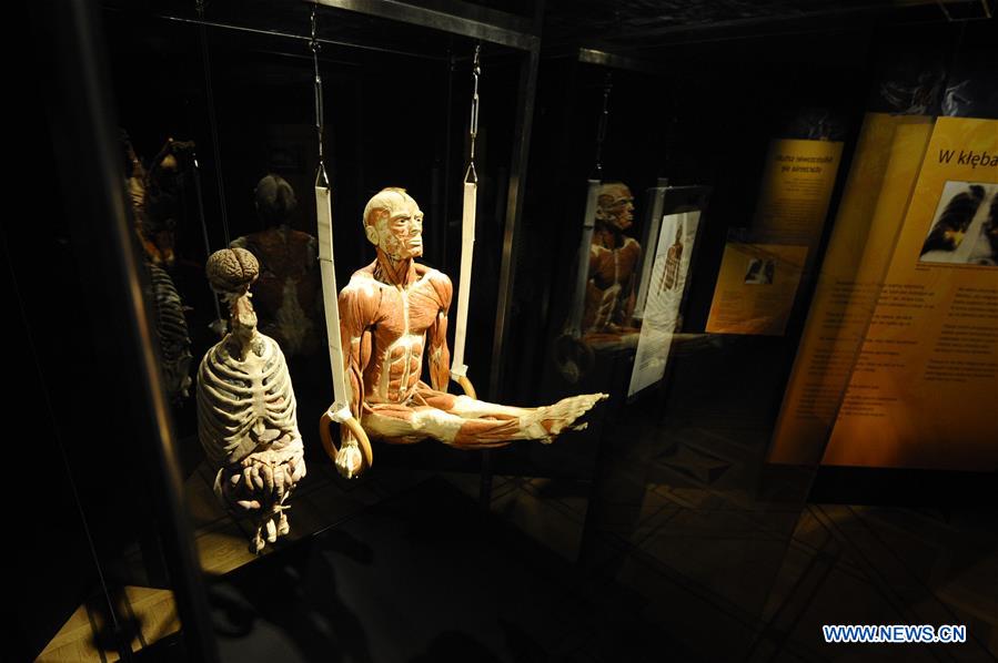 POLAND-WARSAW-BODY WORLDS-EXHIBITION