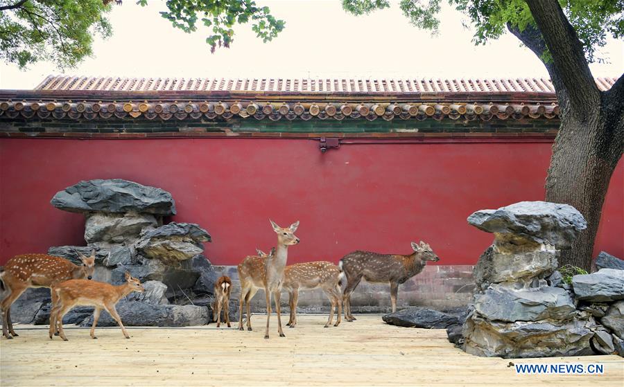 (InPalaceMuseum)CHINA-BEIJING-PALACE-MUSEUM-SIKA DEER (CN)