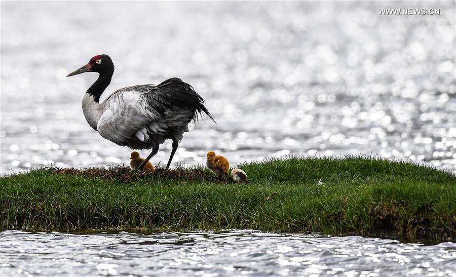 (InTibet)CHINA-ENDANGERED SPECIES-BLACK-NECKED CRANE (CN)