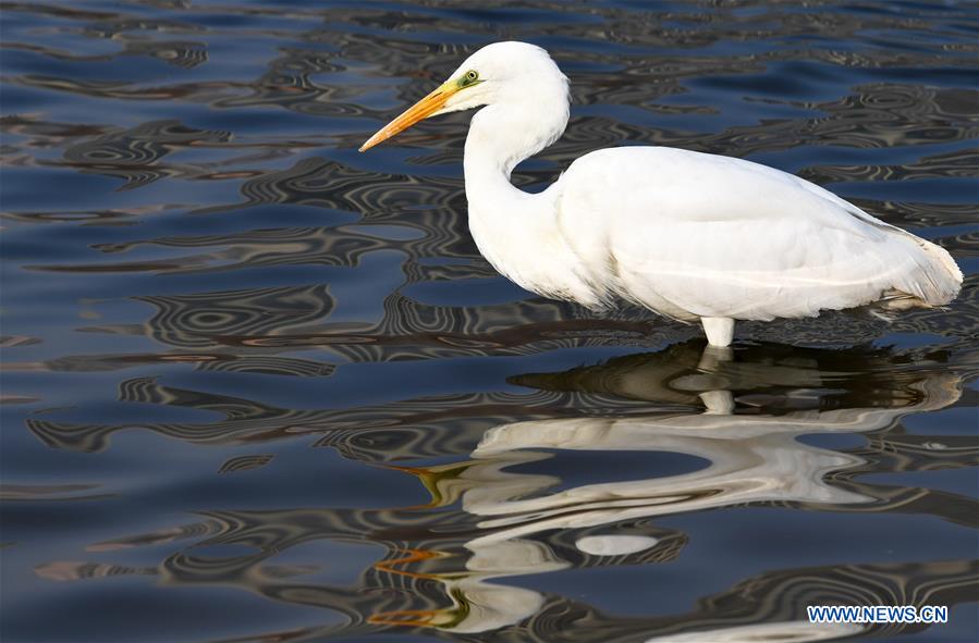 CHINA-GANSU-LANZHOU-WATERFOWL (CN)