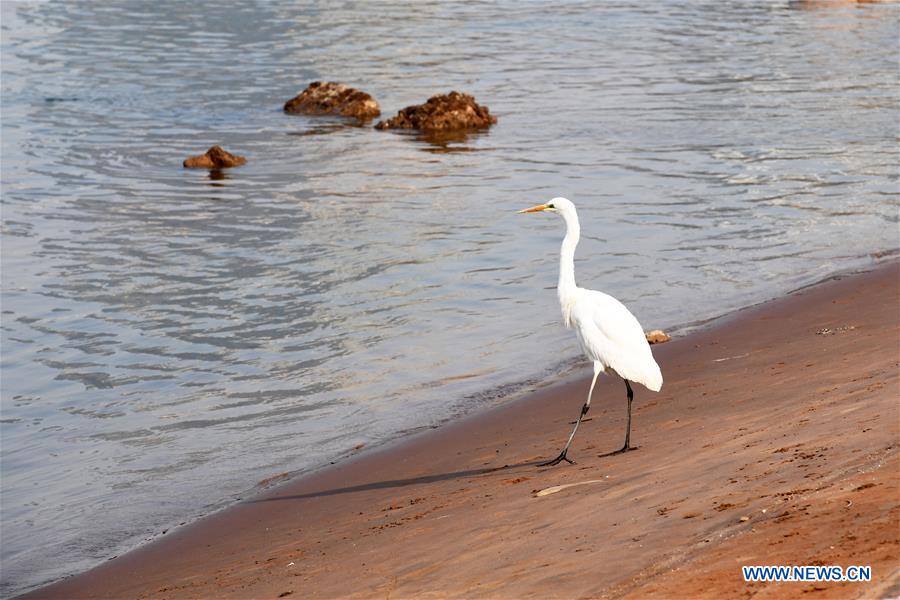 CHINA-GANSU-LANZHOU-WATERFOWL (CN)