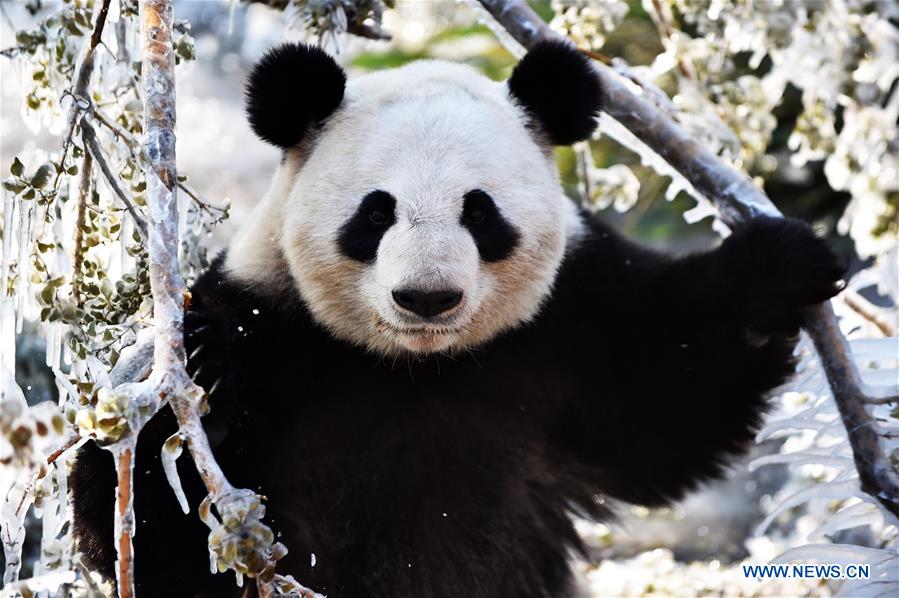 CHINA-JINAN-WINTER-GIANT PANDA (CN)