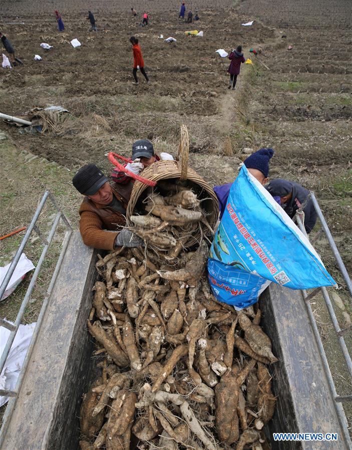 #CHINA-HUNAN-ZHANGJIAJIE-AGRICULTURE (CN)