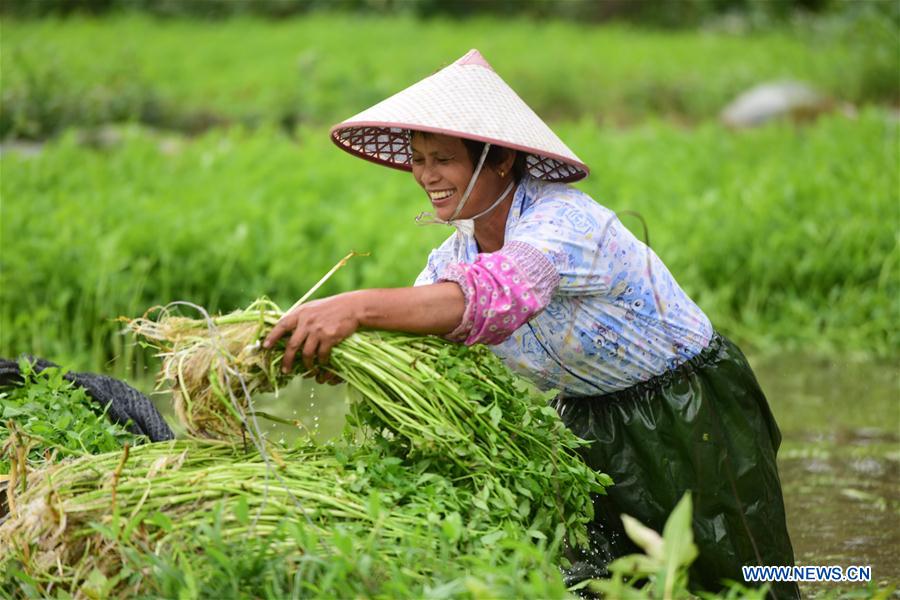 #CHINA-QIONGHAI-FARMING-VEGETABLE (CN)