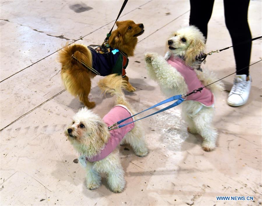 PORTUGAL-LISBON-PET SHOW