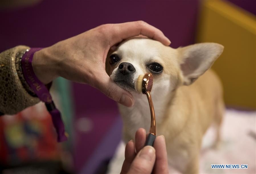 U.S-NEW YORK-DOG SHOW