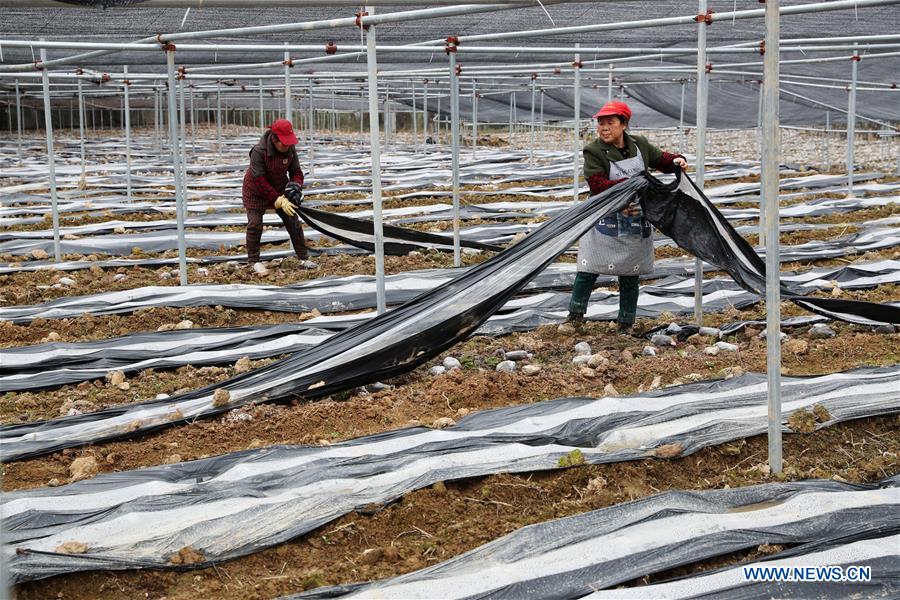 #CHINA-EARLY SPRING-FARMWORK (CN)