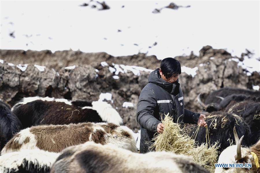 CHINA-QINGHAI-YUSHU-BLIZZARD (CN)