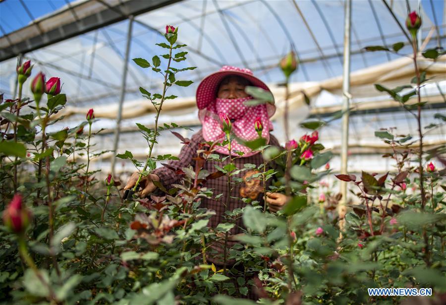 CHINA-YUNNAN-THAILAND-BANGKOK-FLOWER TRADE