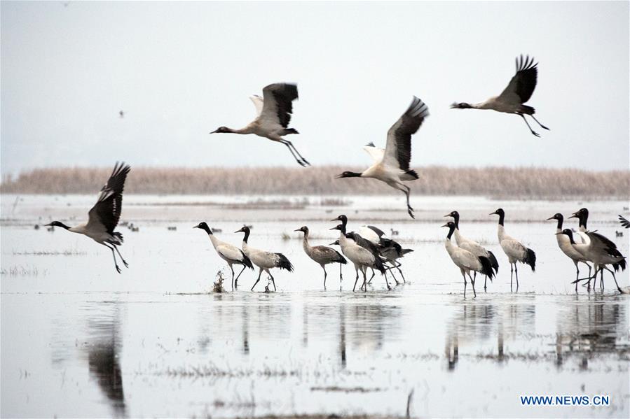 #CHINA-GUIZHOU-WEINING-BLACK-NECKED CRANES (CN)