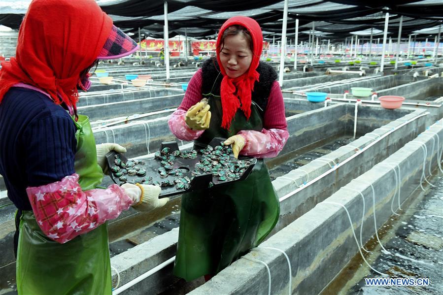 CHINA-FUJIAN-PUTIAN-MARICULTURE(CN)