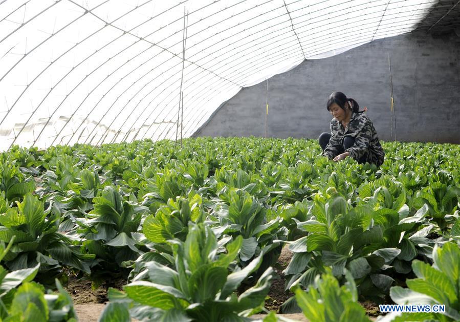 #CHINA-JINGZHE-FARM WORK (CN)