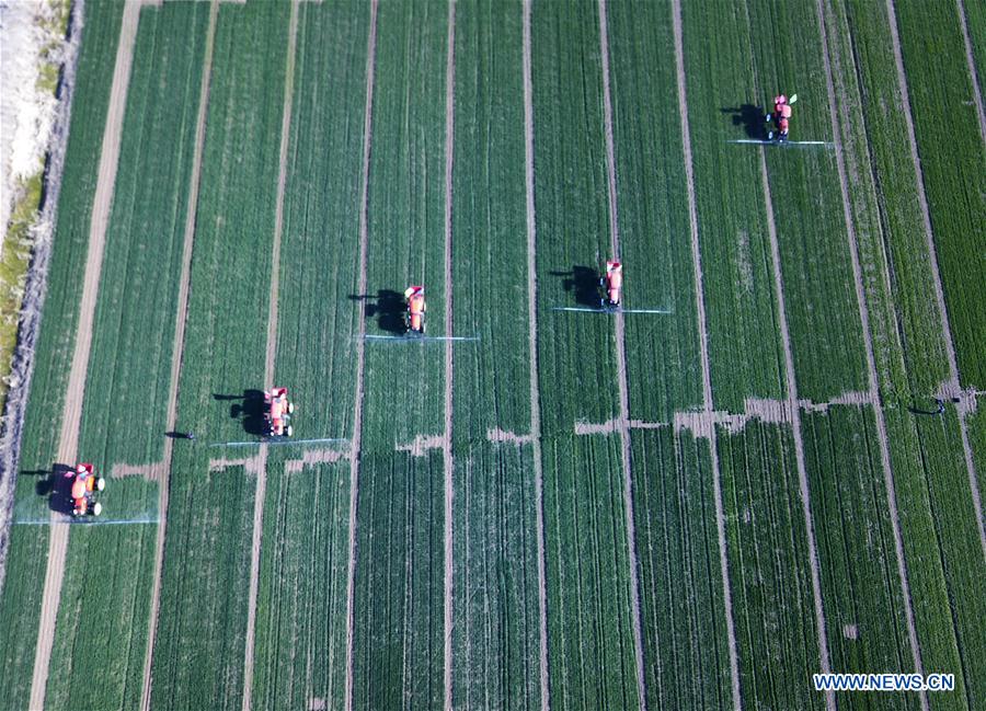 CHINA-ANHUI-SPRING-FARM WORK (CN)