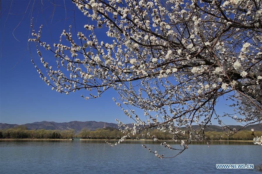 #CHINA-BEIJING-SUMMER PALACE-SCENERY (CN)