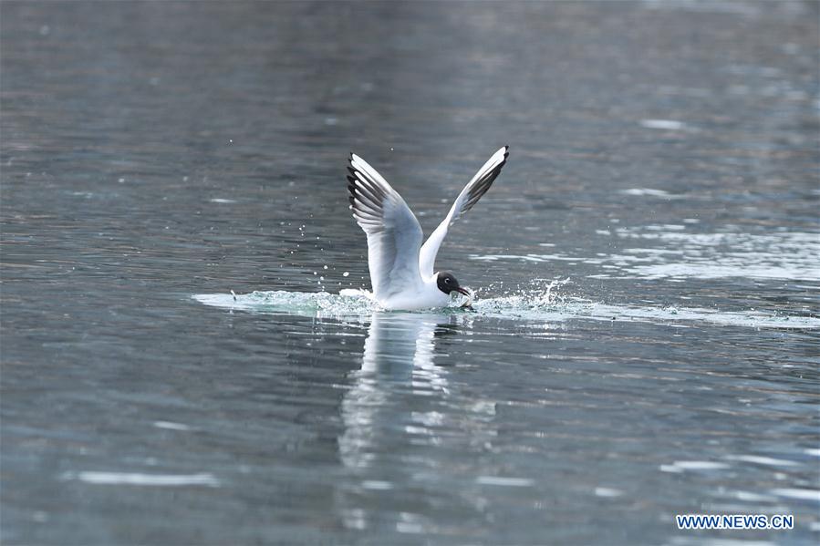 CHINA-SHANXI-TAIYUAN-FENHE WETLAND PARK-WATERFOWL (CN)