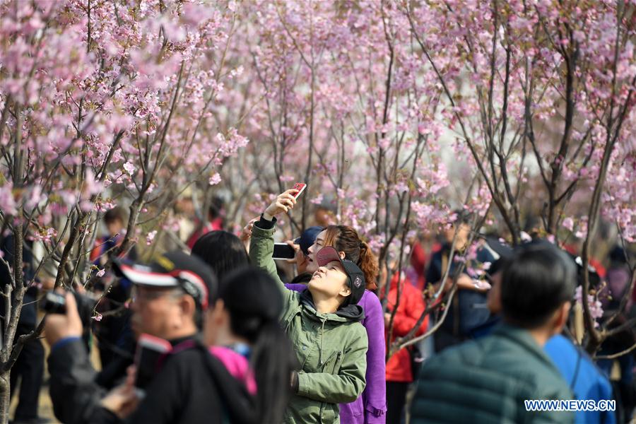 CHINA-BEIJING-YUYUANTAN PARK-CHERRY BLOSSOM (CN)