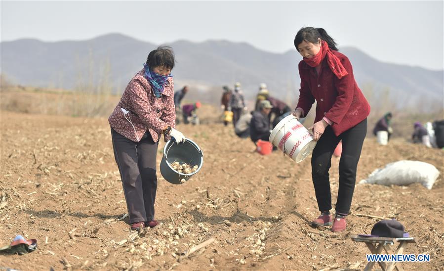 #CHINA-SHANDONG-FARM WORK (CN)