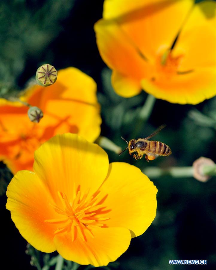 KASHMIR-SPRING-FLOWERS