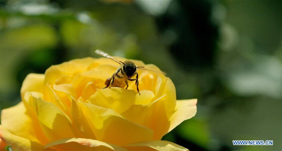 KASHMIR-SPRING-FLOWERS