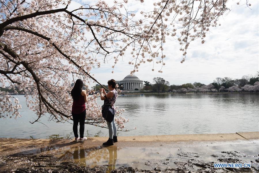 U.S.-WASHINGTON D.C.-CHERRY BLOSSOM