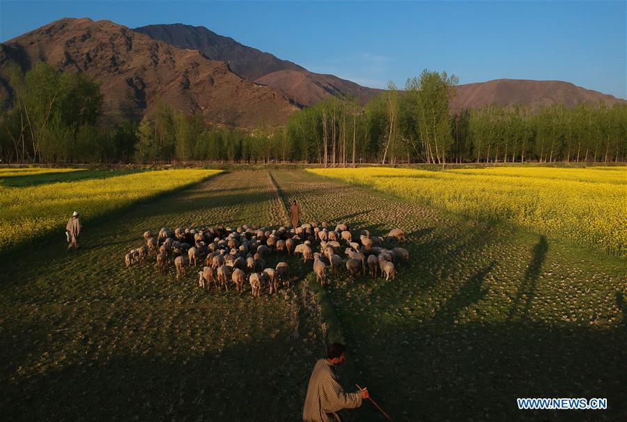 KASHMIR-SRINAGAR-MUSTARD BLOSSOM SCENERY